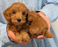 Petite mini Ramsey, a male Miniature Goldendoodle for sale in Menomonee Falls, WI – 1 of 3