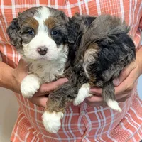 Mini Kimberly , a female Miniature Bernedoodle for sale in Menomonee Falls, WI – 2 of 3