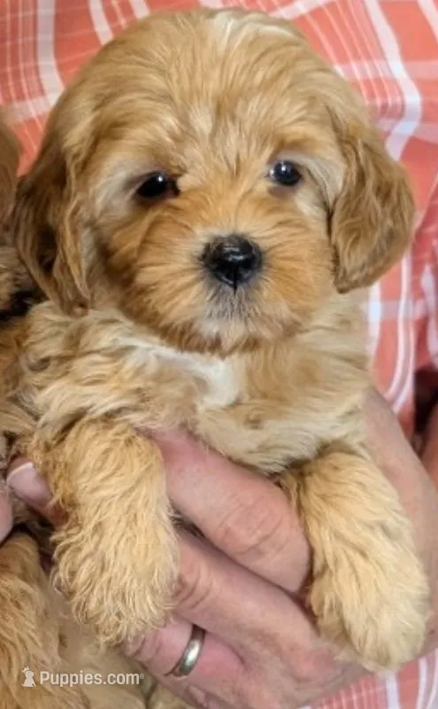 Tiny Petite Saffron – Miniature Goldendoodle puppy for sale in Menomonee Falls, WI