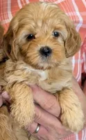 Tiny Petite Saffron, a female Miniature Goldendoodle for sale in Menomonee Falls, WI – 1 of 1