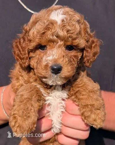 Petite Mini Darla – Miniature Goldendoodle puppy for sale in Menomonee Falls, WI