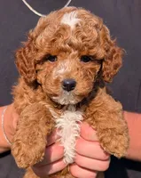 Petite Mini Darla, a female Miniature Goldendoodle for sale in Menomonee Falls, WI – 1 of 3