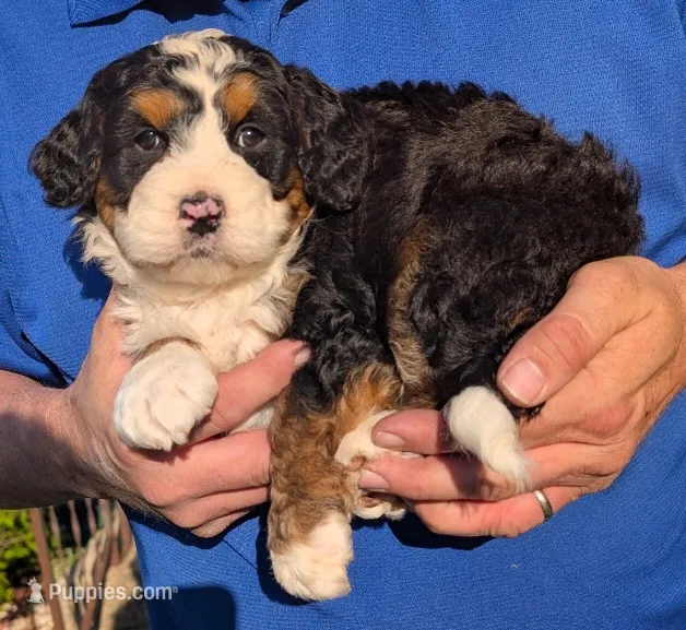 Mini Manley – Miniature Bernedoodle puppy for sale in Menomonee Falls, WI