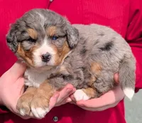 Mini Bexley, a female Miniature Bernedoodle for sale in Menomonee Falls, WI – 1 of 3
