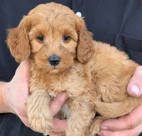 Petite mini Dimitri, a male Miniature Goldendoodle for sale in Menomonee Falls, WI – 2 of 3
