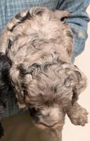 Mini Macbeth, a male Miniature Bernedoodle and Miniature Goldendoodle for sale in Menomonee Falls, WI – Photo 4 of 5