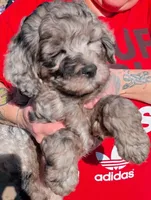 Mini Macbeth, a male Miniature Bernedoodle and Miniature Goldendoodle for sale in Menomonee Falls, WI – Photo 2 of 5