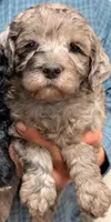 Mini Macbeth, a male Miniature Bernedoodle and Miniature Goldendoodle for sale in Menomonee Falls, WI – Photo 3 of 5