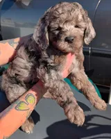 Mini Macbeth, a male Miniature Bernedoodle and Miniature Goldendoodle for sale in Menomonee Falls, WI – Photo 1 of 5