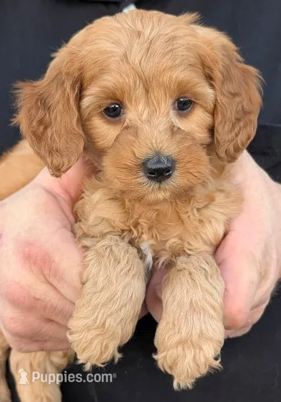 Petite mini Dimitri – Miniature Goldendoodle puppy for sale in Menomonee Falls, WI