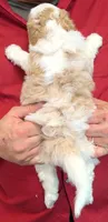 Mini Lucinda, a female Miniature Bernedoodle for sale in Menomonee Falls, WI – 3 of 3