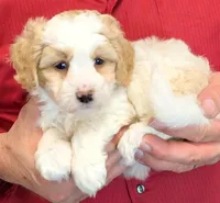 Mini Lucinda, a female Miniature Bernedoodle for sale in Menomonee Falls, WI – 1 of 3