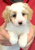 Mini Lucinda, a female Miniature Bernedoodle for sale in Menomonee Falls, WI – 2 of 3