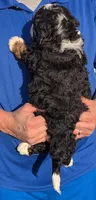Mini Manley, a male Miniature Bernedoodle for sale in Menomonee Falls, WI – 3 of 3