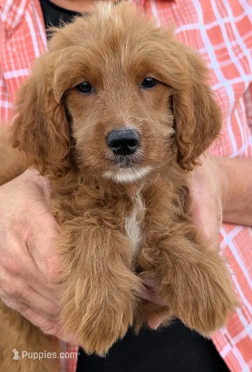 Mini Cecilia – Miniature Goldendoodle puppy for sale in Menomonee Falls, WI