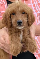 Mini Cecilia, a female Miniature Goldendoodle for sale in Menomonee Falls, WI – 1 of 3