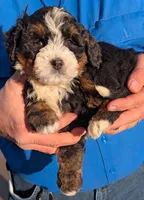 Mini Zachary, a male Miniature Bernedoodle for sale in Menomonee Falls, WI – Photo 2 of 3