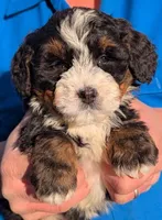 Mini Zachary, a male Miniature Bernedoodle for sale in Menomonee Falls, WI – Photo 1 of 3