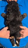 Mini Zachary, a male Miniature Bernedoodle for sale in Menomonee Falls, WI – Photo 3 of 3
