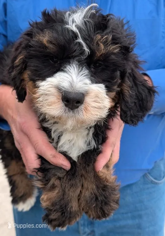 Mini Zachary – Miniature Bernedoodle puppy for sale in Menomonee Falls, WI