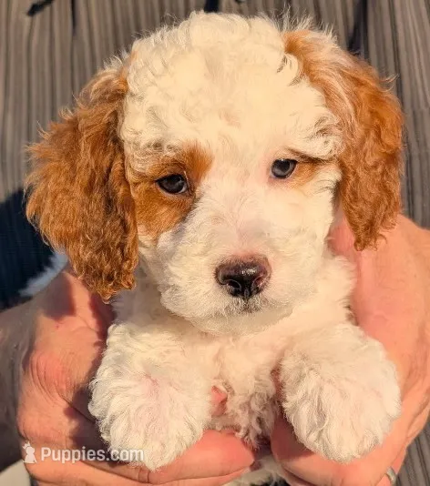 Mini Marvel – Miniature Goldendoodle puppy for sale in Menomonee Falls, WI
