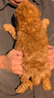 Mini Malik, a male Miniature Goldendoodle for sale in Menomonee Falls, WI – 3 of 3