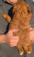 Mini Marcus, a male Miniature Goldendoodle for sale in Menomonee Falls, WI – 3 of 3