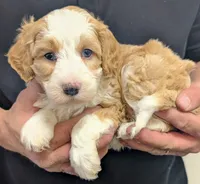 processed/af5c0556-19aa-4b63-98f1-e839df11e64c/listing/fc9ec725-2564-475b-88c2-0e41d2a16263/ce12c32e-903b-40da-aa8b-b12e89183de0