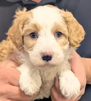 processed/af5c0556-19aa-4b63-98f1-e839df11e64c/listing/fc9ec725-2564-475b-88c2-0e41d2a16263/eabd1d5b-453f-41ed-90e1-aba18ec4d870