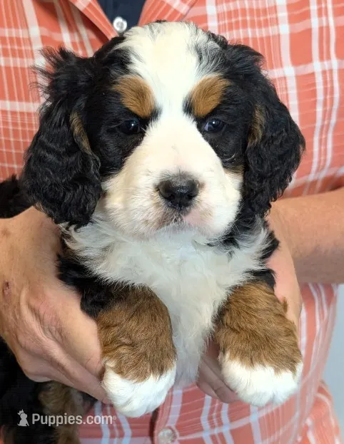 Mini Kenna – Miniature Bernedoodle puppy for sale in Menomonee Falls, WI