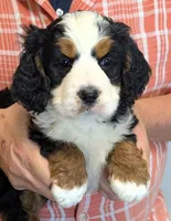 Mini Kenna, a female Miniature Bernedoodle for sale in Menomonee Falls, WI – 1 of 3