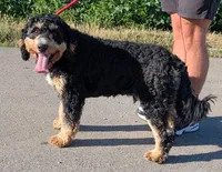 Stealth, a male Miniature Goldendoodle for sale in Menomonee Falls, WI – 2 of 4