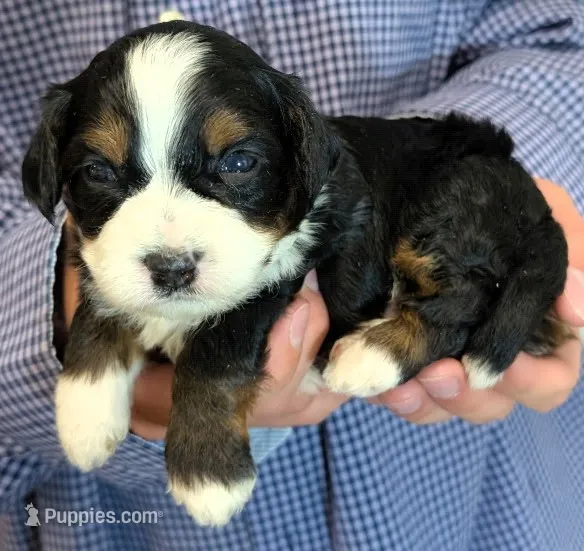 Mini Zeke – Miniature Bernedoodle puppy for sale in Menomonee Falls, WI