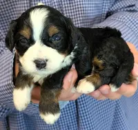 Mini Zeke, a male Miniature Bernedoodle for sale in Menomonee Falls, WI – 1 of 3