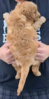 Mini Melroy, a male Miniature Goldendoodle for sale in Menomonee Falls, WI – 3 of 3