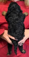 Teacup mini Sophia, a female Miniature Goldendoodle for sale in Menomonee Falls, WI – 3 of 3