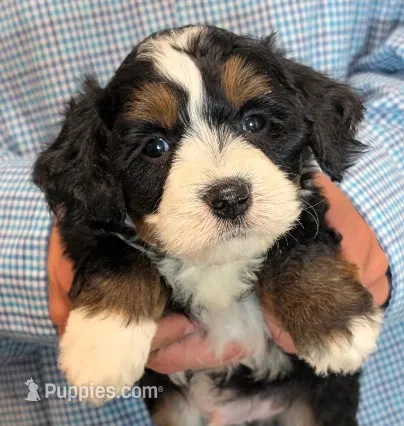 Mini Zeke – Miniature Bernedoodle puppy for sale in Menomonee Falls, WI