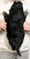 Mini Sheena, a female Miniature Bernedoodle for sale in Menomonee Falls, WI – Photo 3 of 3