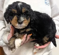 Mini Sheena, a female Miniature Bernedoodle for sale in Menomonee Falls, WI – Photo 2 of 3
