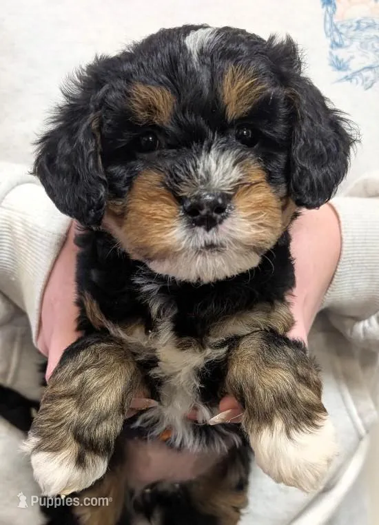 Mini Sheena – Miniature Bernedoodle puppy for sale in Menomonee Falls, WI