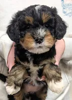 Mini Sheena, a female Miniature Bernedoodle for sale in Menomonee Falls, WI – Photo 1 of 3