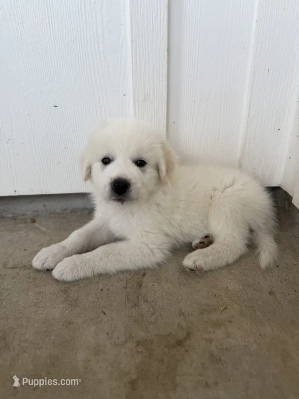 Orange  – Anatolian Shepherd Dog, Great Pyrenees puppy for sale in Montgomery, TX