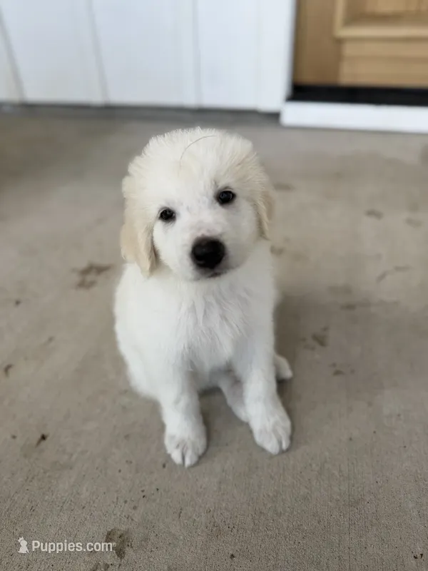 Blue – Anatolian Shepherd Dog, Great Pyrenees puppy for sale in Montgomery, TX