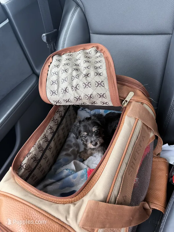 Nikki  – Yorkshire Terrier puppy for sale in Cape Coral, FL