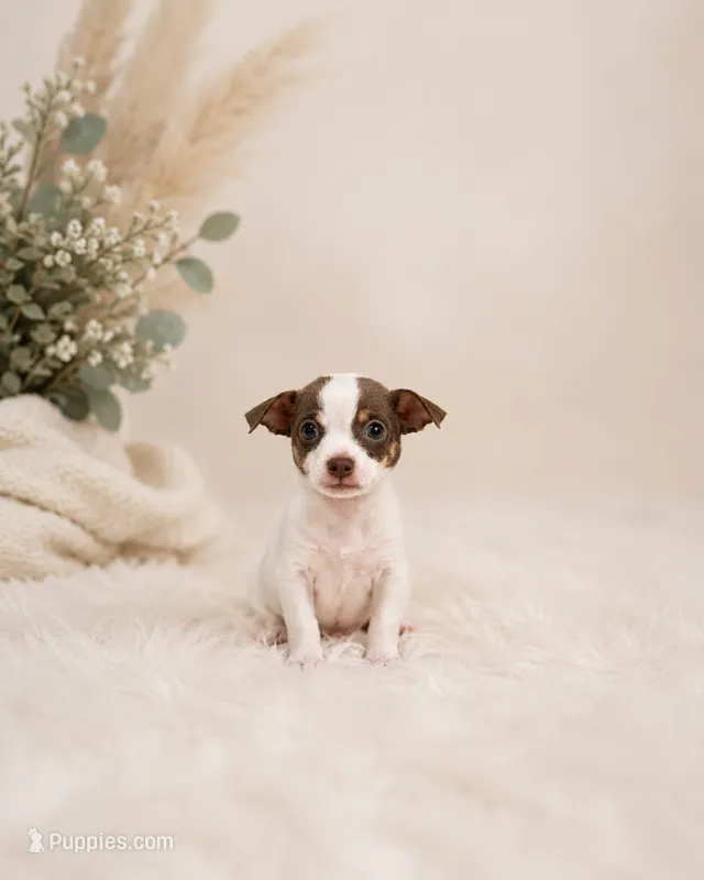 Pedro  – Chihuahua puppy for sale in Cape Coral, FL