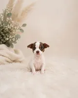 Pedro , a male Chihuahua for sale in Cape Coral, FL – 1 of 1