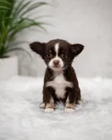 Moana, a female Chihuahua for sale in Cape Coral, FL – 1 of 1