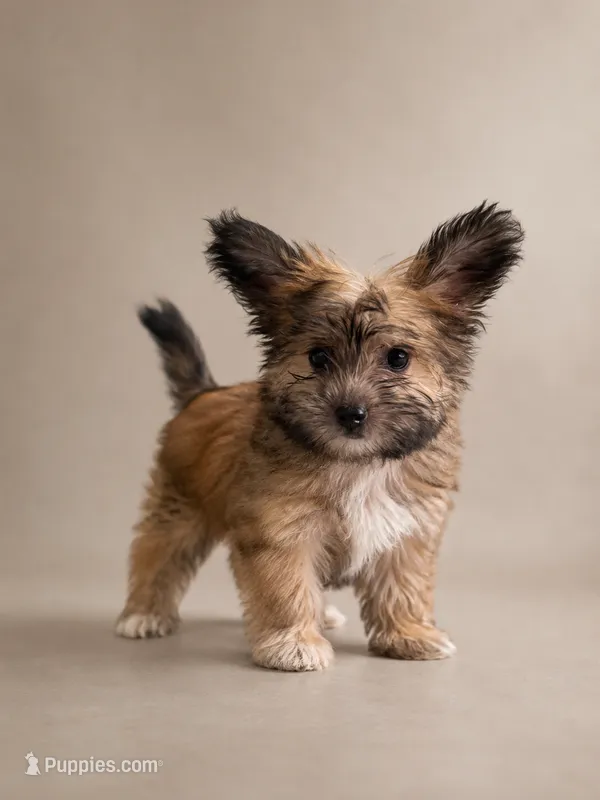 Penelope – Yorkipoo puppy for sale in Cape Coral, FL