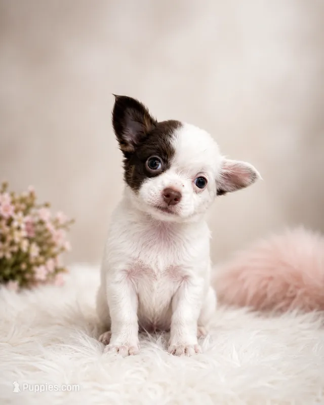 Lance – Chihuahua puppy for sale in Cape Coral, FL