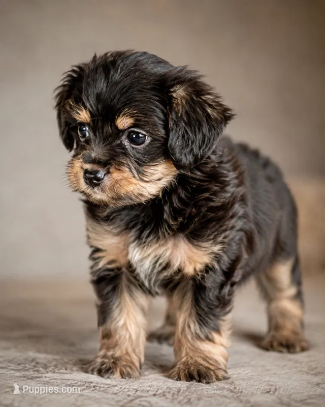 Nikki  – Yorkshire Terrier puppy for sale in Cape Coral, FL